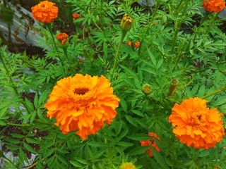orange flowers in the garden