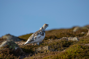 Ptarmigan, Lagopus muta, hiding/walking on a mountain slope in Scotland , cairngorms national park, during a sunny autumn day in October.