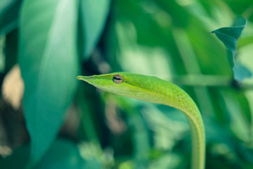 Rough Green Snake on Green Background.