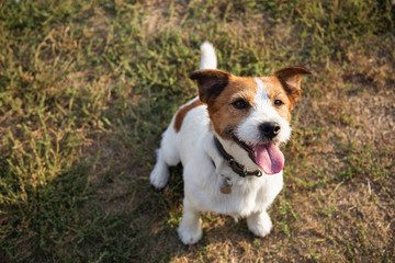 Jack Russell terrier dog