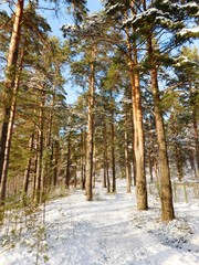 forest in winter