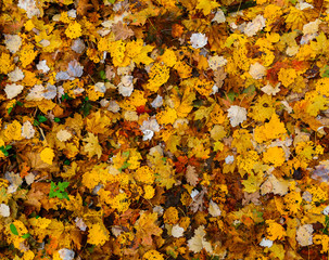 Colorful autumn carpet of leaves. Yellow and white colors.