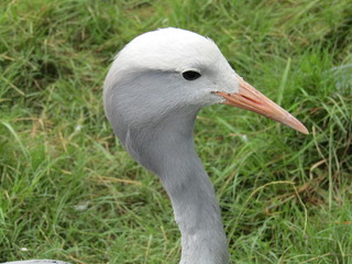 portrait of a Blue Crane