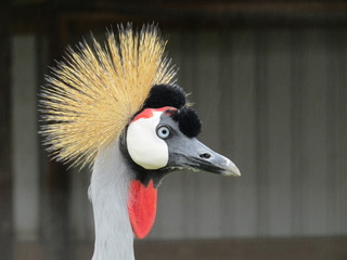 portrait of a Crowned Crane