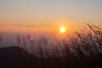 Sunset image with black shadows of grass flowers