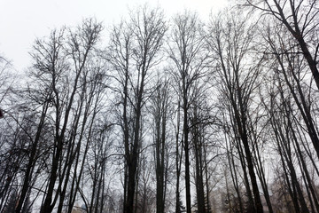 Naklejka na ściany i meble tree branches against the sky before winter