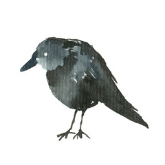 Bird, black, beak, wing, isolated, animal, illustration, symbol, feather, raven, rook, holiday, halloween, sketch, wild, character, studio shot, fly, silhouette, wild animal