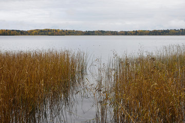 Autumn landscape of the lake with yellow grass in the water in the foreground and a colorful forest on the horizon on a cloudy day. Lake Valdai. Novgorod Region