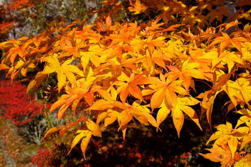 別荘の庭にある紅葉した樹木２