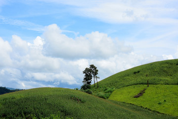 Obraz premium green field with moutain