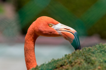Flamingo head portrait