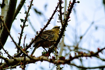 aves brasileiras