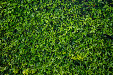 Green leaf wall texture background. Nature view of green plants. Environmental freshness wallpaper...