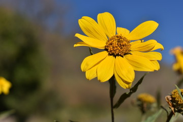 FLOR