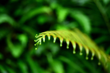 The young leaves of the fern tree in the rainforest
