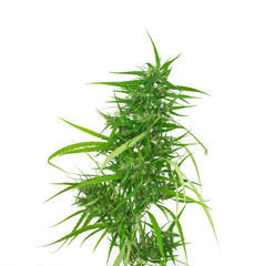 Fresh marijuana bud isolated on white background