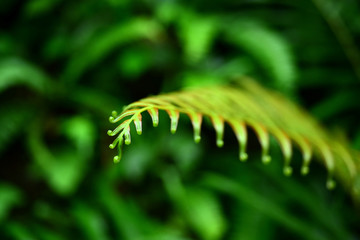 The young leaves in the rainforest	