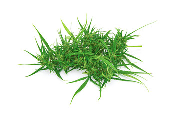Fresh marijuana bud isolated on white background