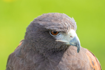 Young eagle head protrait