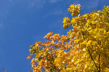 Yellow maple leaves against the blue sky. Autumn landscape.