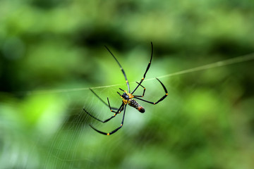 A spider with a net of spider webs in a rainforest