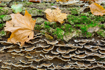 Tree with moss on roots in a green forest or moss on tree trunk. Tree bark with green moss. Close-up moss texture on tree surface.
