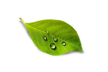 Fototapeta na wymiar green leaf with water drops on white background