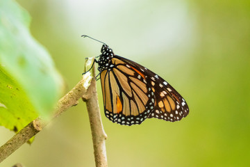 Fototapeta na wymiar Monarch buterfly over green background
