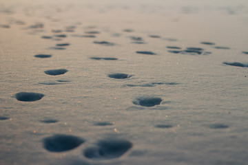 Spuren im Schnee im Sonnenuntergang
