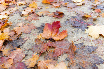Colorful fall leaves on dirt road