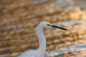 heron portrait with golden bokeh background