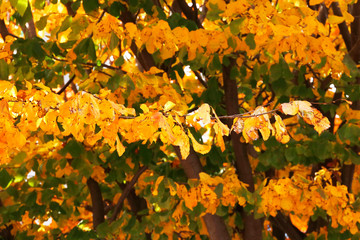 Autumnm colors in an urban park