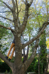 kids in bottom view climbing a tree