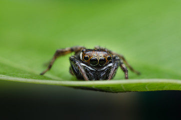 Jumping spider on leaf green