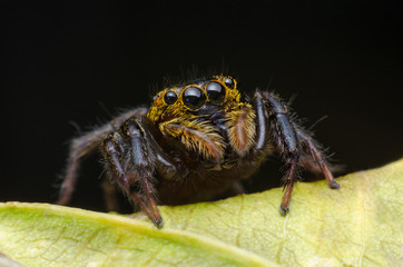 Jumping spider on leaf green