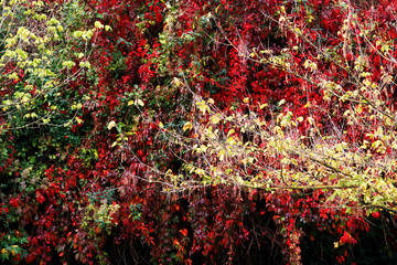 Autumnm colors in an urban park