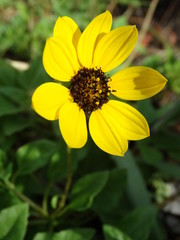 closeup of bright yellow wildflower in Florida dune #3