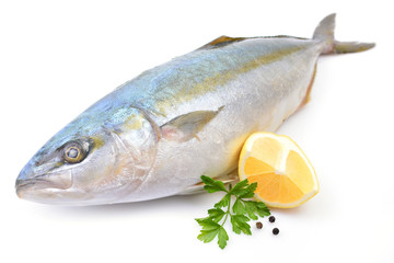 Yellowtail fish on white background