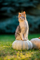 Obraz premium Cute siblings kittens play and sit around pumpkins on green autumn grass on a meadow. Warm evening light, photo shoot in the golden hour on October day shortly before Halloween.