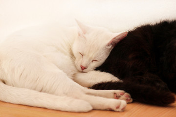 Black and white cats rest and sleep in living room of apartment. Two dear sweet female cats enjoy at home on wooden cabinet in comfortably furniture, asleep and feeling happy in morning. Pet concept.