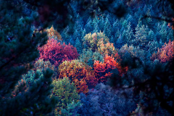 Naklejka na ściany i meble Forest in autumn colors