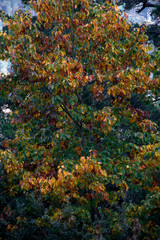 Forest in autumn colors