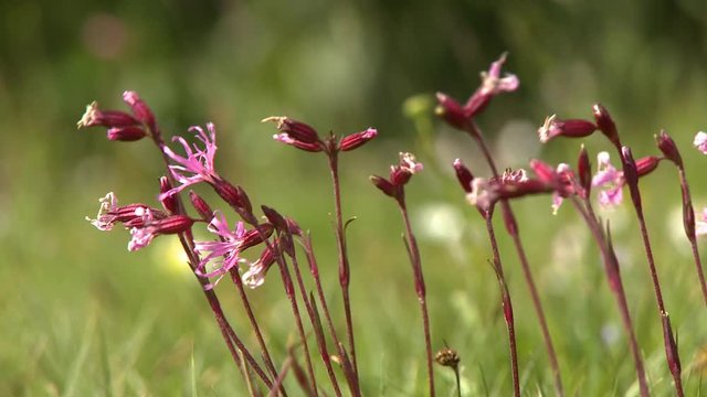 Steady, medium close up shot of red campion flowers in a grassy field.