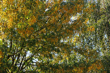 Autumnm colors in an urban park