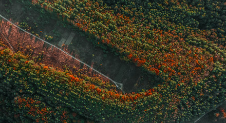 Autumn landscape. Aerial view. Autumn forest on the hill