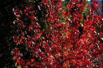 Autumnm colors in an urban park