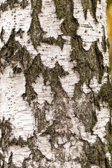 Aged Birch Tree trunk Bark Texture. Wide Cracks