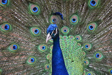 Obraz premium peacock with feathers