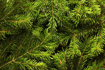 Background of green fir tree branches