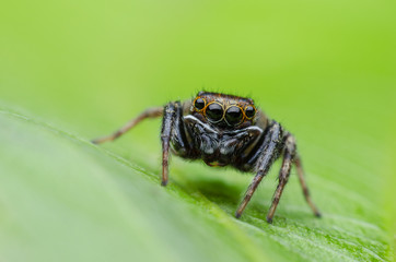 Jumping spider on leaf green